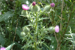 Patch of bull thistle