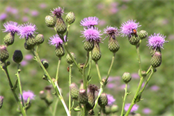 Patch of canada thistle