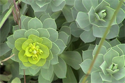 Patch of myrtle spurge