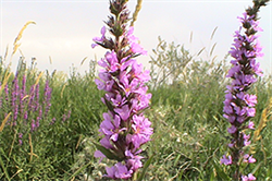 patch of purple loosestrife stalks