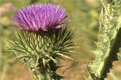 scotch thistle flower