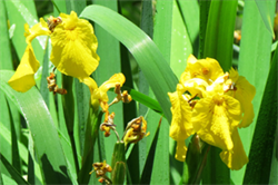 patch of yellow flag iris